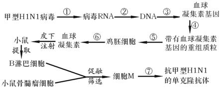 33.甲型H1N1流感病毒名称中H是指血球凝集素