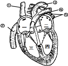 三.识图与探究题右图是人体心脏的结构图.1.写
