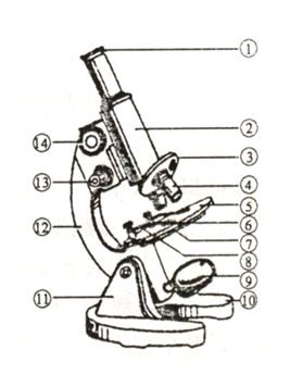 显微镜的结构和使用:A.使用时操作步骤: A. 取放