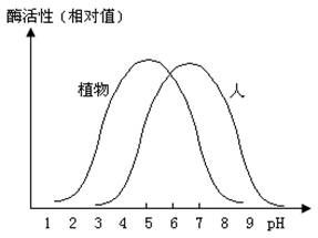 14.右图表示pH值对植物和人的淀粉酶活性的影
