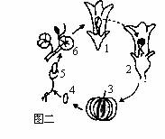 若图中3为白色南瓜.则该