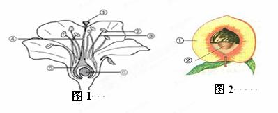 下图是桃花的结构模式图.请分析回答: (1)桃花最重要的结构是 和 . (2)内含花粉的是图中的 . (3)桃的果实中只有一颗种子.而一个西瓜有许多粒种子.这取决于花的子房里 的数量. (4)从构成生物体的结构层次上分析.花和果实都属于 . 题目和参考答案--精英家教网--