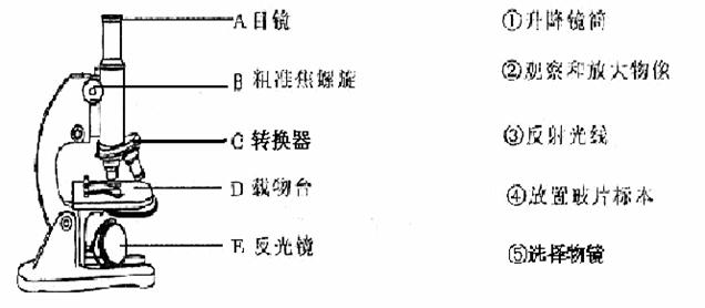 40.请将下列显微镜的结构与其功能用线连接起来.