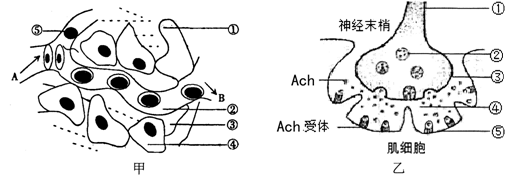 根据下面人体内环境示意图和神经突触模式图回答问题