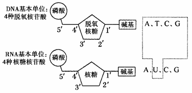 下图是dna和rna组成的结构示意图,下列有关说法正确的