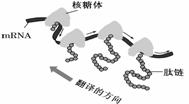 右图为细胞中多聚核糖体合成蛋白质的示意图.下列说法正确的是a.