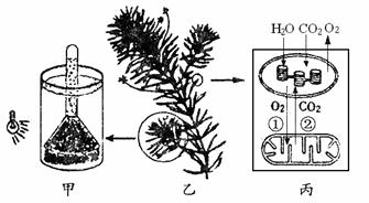 请据图回答:(8分)线粒体结构图平面图黑藻细胞图选择黑藻叶片为实验