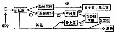 下图为人体对体温与水平衡的调节的示意图.①-⑤表示.