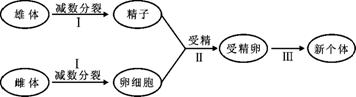 以下是进行有性生殖生物的个体发育过程示意图,有关说法 错误的是