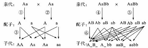 基因自由组合规律的实质表现在图中的 b.