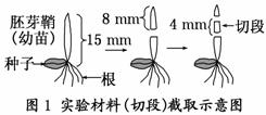 在验证生长素类似物a对小麦胚芽鞘幼苗伸长影响的实验中将如图1所示