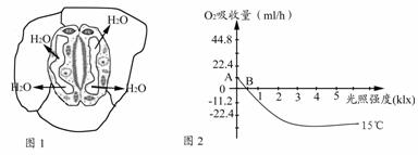 (11分,除标注外,每空2分)如图1为某种绿色植物叶片的气孔结构示意图