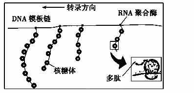 如图为原核细胞中转录翻译的示意图据图判断下列描述中正确的是多选