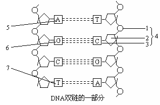 下图为dna分子结构示意图,请据图回答