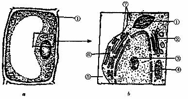 图a和图b是细胞结构的模式图.请据图回答下列问题: (1