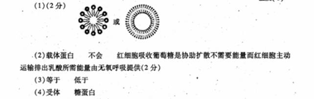 下图甲表示由磷脂分子合成的人工膜的结构示意图,乙表示人的红细胞膜