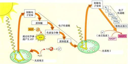 nadph_tetrasodium_salt_hnmr_25512_medchemexpress