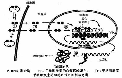 而当甲状腺激素含量偏高时,会抑制_________________的活动,该过程