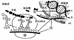 正确的是 a.该过程发生了复制.转录.翻译.逆转录 b.