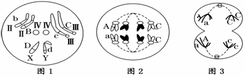 图1中Ⅱ,Ⅲ,Ⅳ中的一条染色体和x,y染色体组成一个染色体组 b.
