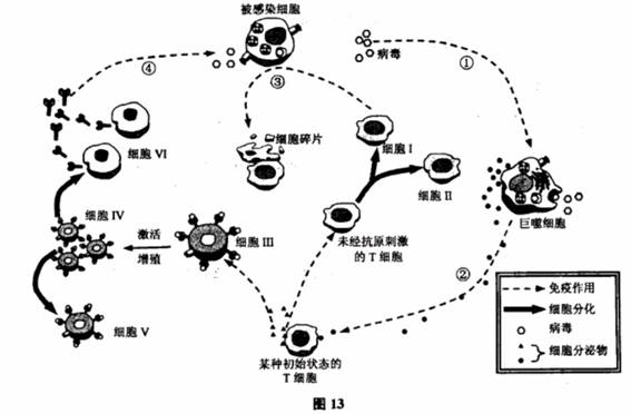 免疫系统由 . . 组成.特异性免疫中发挥免疫作用