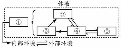 如图所示为人体体液相关组成及各成分间的关系,①-⑤的名称依次是( )