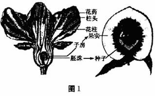 桃什么柳绿成语_成语故事图片(3)