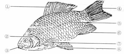 根据鲫鱼的外部形态图示,回答出鲫鱼适应水中生活的特点.