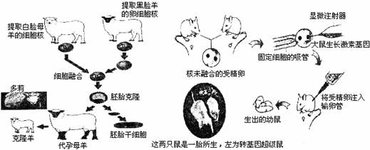 下面是"克隆羊"和转基因鼠的研制过程,请据图回答问题.