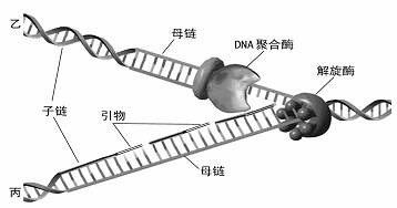 (1)由图示得知,1个dna分子复制出乙,丙2个dna分子,其方式是 .