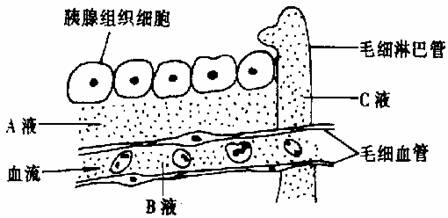 下图是胰腺组织局部结构模式图,请据图回答. (1)a液为