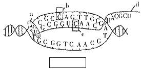 下图表示某真核生物细胞内dna的转录过程.