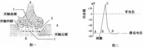 43,(10分)下图表示突触结构及神经纤维上膜电位的变化情况.