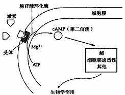 39二十世纪发现了激素的两种作用机制含氮激素主要与膜受体结合类查看