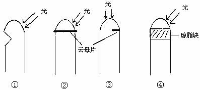 右图表示用不同方法处理的胚芽鞘①在尖端下方切去一小部分.