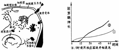 生长素的主要作用是促进细胞纵向伸长其作用机理如左下图所示请据图