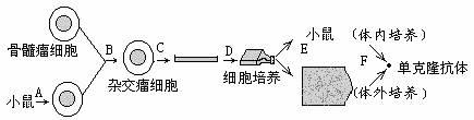 下图是单克隆抗体制备过程示意图,其中1过程注射的和a