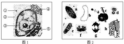 图是洋葱叶肉细胞的部分结构.请回答: (1)图中结构[ ]