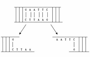 表示限制酶切割某dna分子的过程 从图中可知.