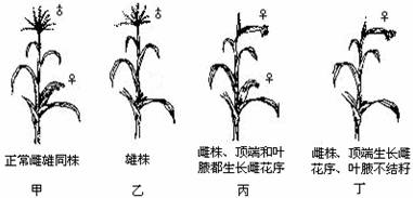 可使玉米从雌雄同株变成雌雄异株.玉米的雌花序由显性基因b