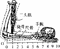 右图为人手臂面骨骼与肌肉的生理结构示意图.手上托着重量为g的物体.