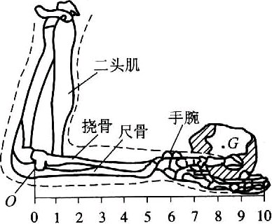 右图为人手臂面骨骼与肌肉的生理结构示意图.手上托着重量为g的物体.