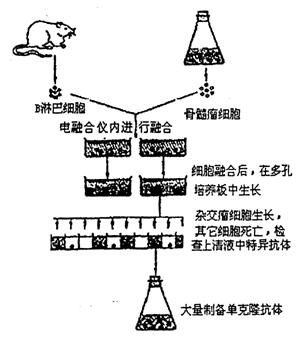 单克隆抗体实验如图所示.