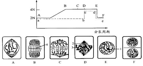 下图是某植物细胞有丝分裂一个细胞周期中若干曲线变化图和表示细胞有