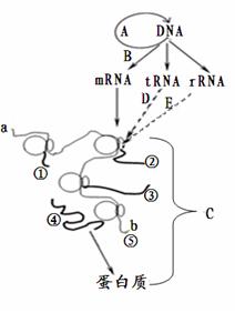 图中需要解旋的过程只有a b.核糖体在mrna上的移动方向是a→b c.