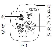 图1是高等动物细胞亚显微结构示意图,图2中5个细胞是某种生物不同细胞