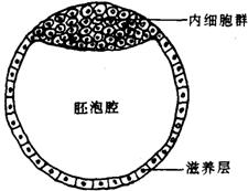 与母体子宫壁发生关系的第一个结构是 a 羊膜 b 绒毛膜 c 尿囊 d