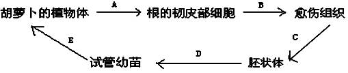 16美国科学家将分离得到的成熟的胡萝卜根的韧皮部细胞进行培养由单个