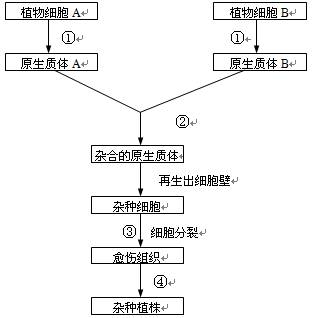 摘要:下图是植物体细胞杂交过程示意图.