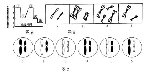 下图表示某高等动物精巢内形成精子的过程中.